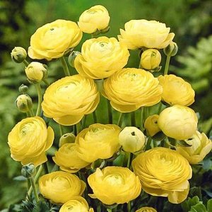 Лютик Ranunculus Spring Collection  Yellow  5\6