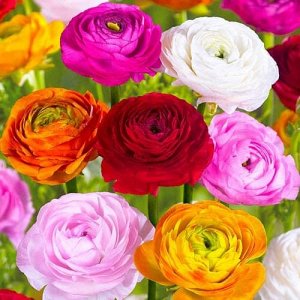 Лютик Ranunculus Spring Collection  Mixed  5\6