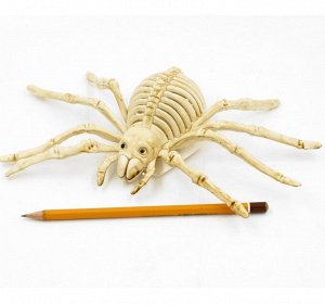 Скелет паука 25*12 см