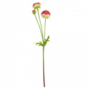Цветок "Ранункулюс" цвет - бордовый, 44см, 2 цветка, 1 бутон (Китай)