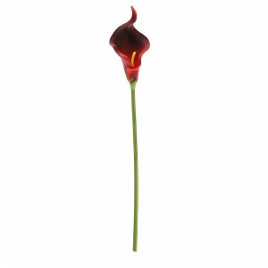 Цветок "Калла" цвет - бордовый, 32см, цветок - 5х3,5х7,5см (Китай)