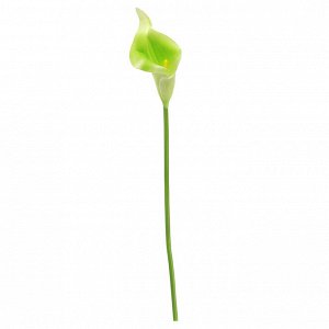 Цветок "Калла" цвет - зеленый, 32см, цветок - 5х3,5х7,5см (Китай)