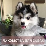 Лакомства для собак. ЛАПА. 🐶 Быстрая доставка