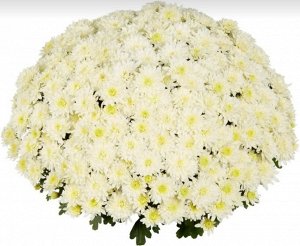 24 Homerun White