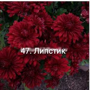 47 Липстик Высота хризантемы корейской «Липстик» до 50 см. Цветет темно-красными, почти терракотовыми, махровыми цветками, диаметром до 6-7 см. Побеги крепкие, коренастые, прямостоячие. Цветет обильно