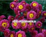 89 Крыхитка