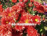 63 Каштанка