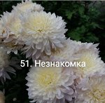 51 Незнакомка