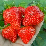 Клубника Свит Мери XXL