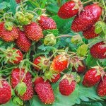Земклуника Мускатная Бирюлевская