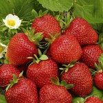 Клубника Фестивальная ромашка