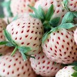 Земляника Ананасная
