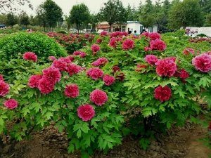 Королевский Цветок