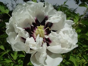 Маленький Император