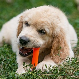 Игрушка пищащая "Кость-лакомство" для собак, 13 см, оранжевая