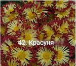 Красуня