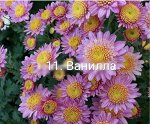 11 Ванилла