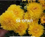 Опал