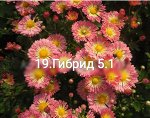 19Гибрид 5,1