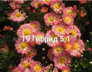 Гибрид 5,1 хризантема зимующая