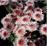 49 Медея