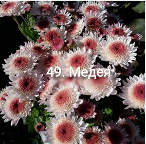 49 Медея Белая с малинново-коричневым напылением по центру цветка, в полном роспуске - кипельно-белая; махровая анемоновидная - на ложе из широких лепестков располагаются трубчатые. Прекрасна для аран