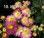 10 Ирен