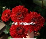 Майола