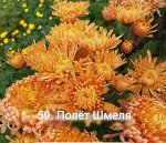 Полет Шмеля