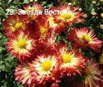 28 Звезда Востока