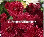 50 Тайна Амазонки