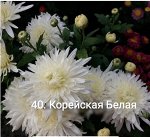40 Корейская Белая