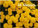 44 Мишаль