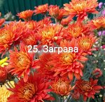 25 Заграва