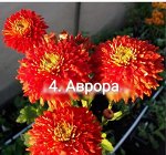 4 Аврора