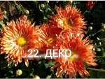 22 Деко