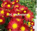 34 Кармелита