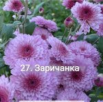 27 Заричанка