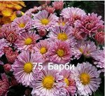 75 Барби