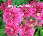 105 Гомпи Лилак