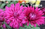 79 Тамара