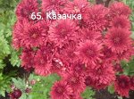 65 Казачка