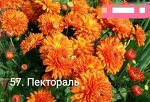57 Пектораль