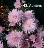 Ариель