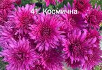 41 Космична