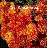 39 Клеопатра