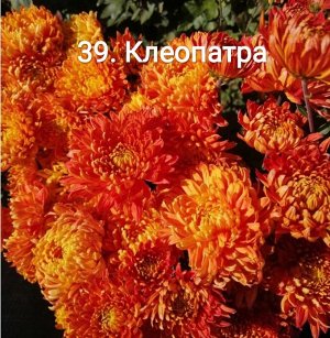 39 Клеопатра