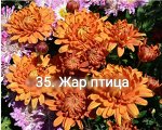 35 Жар Птица
