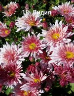 Романтична/Лидия