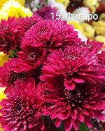 15 Фигаро